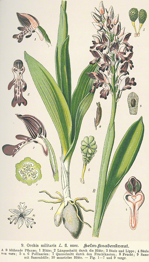 Schulze Helm-Knabenkraut - Orchis militaris